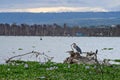 Landscape on Lake Naivasha with a Goliath heronÃÂ bird, Kenya